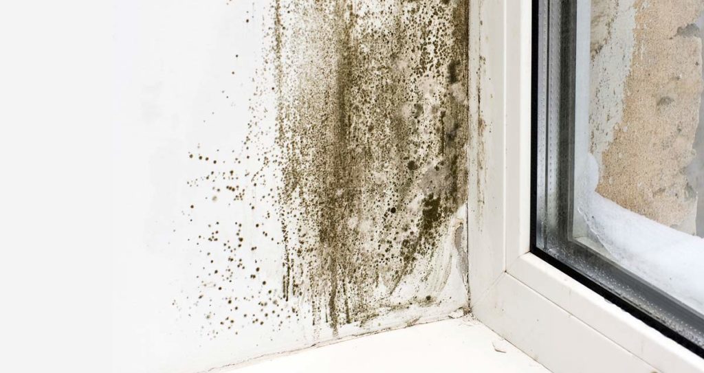 The root cause of black mould and what we can do to prevent it